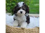 Aussiedoodle Puppy for sale in Berlin, OH, USA