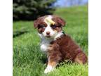 Australian Shepherd Puppy for sale in Dundee, OH, USA
