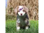 Australian Shepherd Puppy for sale in Dundee, OH, USA