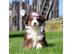 Miniature Australian Shepherd Puppy for sale in Dundee, OH, USA