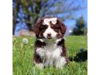 Miniature Australian Shepherd Puppy for sale in Dundee, OH, USA