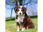 Miniature Australian Shepherd Puppy for sale in Dundee, OH, USA