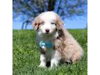 Miniature Australian Shepherd Puppy for sale in Dundee, OH, USA