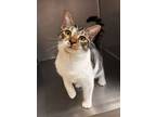 Adopt Vixin a Domestic Short Hair