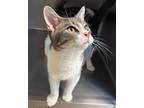 Adopt Comet a Domestic Short Hair