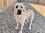 Adopt Bam Bam a Yellow Labrador Retriever