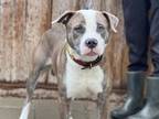 Adopt Shrek a Mixed Breed