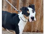 Adopt Vinny a Mixed Breed