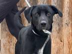 Adopt Pongo a Labrador Retriever, Mixed Breed