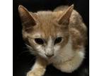 Adopt Beefaroni (Barn Cat) a Domestic Short Hair