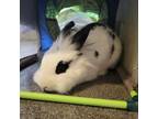 Adopt Dill a Bunny Rabbit