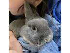 Adopt Olaf a Bunny Rabbit