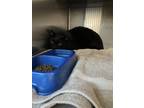 Adopt Terrance a Domestic Short Hair