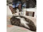 Adopt Freddie (Clyde) a Domestic Short Hair