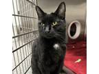 Adopt Booker a Domestic Short Hair