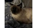 Adopt Sammie a Siamese