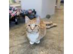 Adopt Thor a Domestic Short Hair