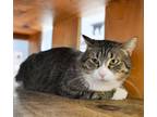 Adopt Ollie a Domestic Short Hair