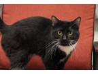 Adopt Jim a Domestic Short Hair