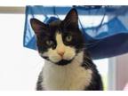 Adopt Cash a Domestic Short Hair