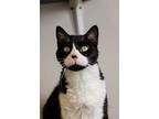 Adopt Tango a Domestic Short Hair