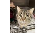 Adopt Blizzard a Domestic Short Hair