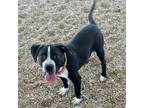 Adopt Eliot Loudermilk ~Purina~ a Mixed Breed