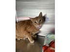 Adopt Malone a Domestic Short Hair