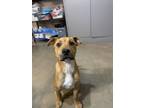 Adopt Montgomery a Pit Bull Terrier, Mixed Breed
