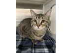 Adopt Fender a Domestic Short Hair