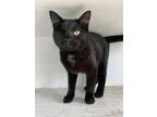 Adopt Crackle a Domestic Short Hair