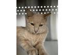 Adopt Snap a Domestic Short Hair