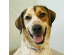 Adopt Artie a Australian Cattle Dog / Blue Heeler, Hound