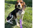 Adopt Romain a Beagle