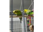 Adopt Bobby a Parakeet (Other)