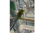 Adopt Greg a Parakeet (Other)