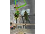 Adopt Kevin a Parakeet (Other)