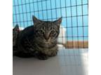 Adopt Waffle a Domestic Short Hair