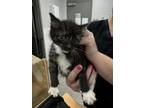 Adopt Blue Band a Domestic Short Hair