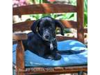 Adopt Roadie a Labrador Retriever