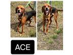 Adopt Ace a Hound