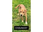 Adopt Chauncey a Labrador Retriever