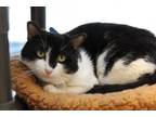 Adopt Malcolm a Domestic Short Hair