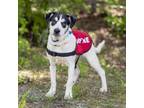 Adopt Sheldon Cooper a Mixed Breed, Feist