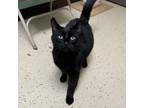 Adopt Goliath--In Foster***ADOPTION PENDING*** a Domestic Short Hair