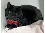 Adopt Dash a Domestic Short Hair