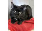 Adopt Dawson a Domestic Short Hair