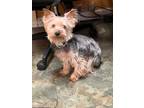 Adopt Tommy Lee a Yorkshire Terrier