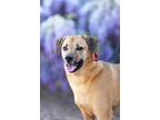 Adopt Floppy a Shepherd