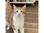 Adopt Cowboy a Domestic Short Hair